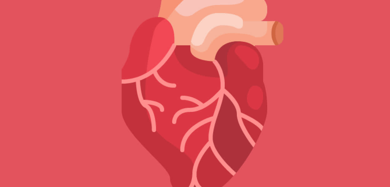 An illustration of a human heart – Viome Oral Health Intelligence Test