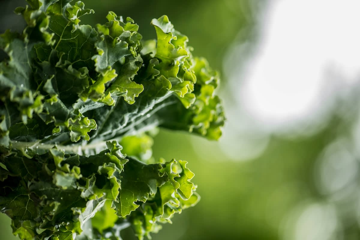 kale growing